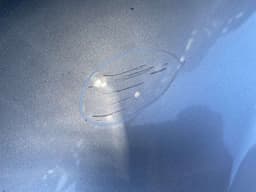 MERCEDES-BENZ A2168800118 Fender Front Left MERCEDES-BENZ S-CLASS Coupe (C216) (2006-2013) — thumbnail 3