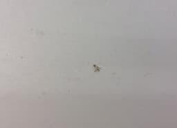 HONDA 67510SJA900ZZ Door Rear Right HONDA LEGEND IV (KB) (2004-2012) — thumbnail 3