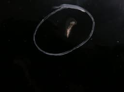 MERCEDES-BENZ A2158800157 Bonnet MERCEDES-BENZ S-CLASS Coupe (C215) (1999-2006) — thumbnail 6