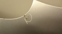SEAT Bonnet SEAT ALTEA (5P) (2004-2015) — thumbnail 3