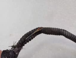 CHEVROLET CHEVROLET CORVETTE C7 A.B.S Sensor 28666787 ABS Sensor — thumbnail 3