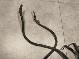 MERCEDES-BENZ Mercedes G class W463 G400 CDI GENUINE Engine Cable Line Starter Wiring Harness — thumbnail 5