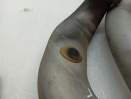 MERCEDES-BENZ Mercedes CL W217 intake pipe A2780940697 intake hose charge air set- — thumbnail 9